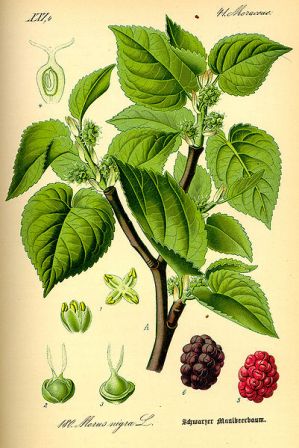 Mulberry levelek cukorbetegséggel
