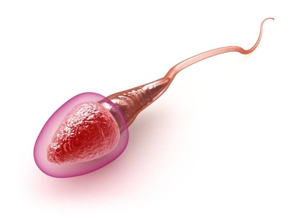 Gyorsítja és irányítja a spermákat az új találmány