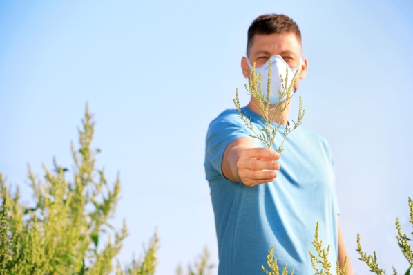 Erősödik a parlagfű pollenszórása