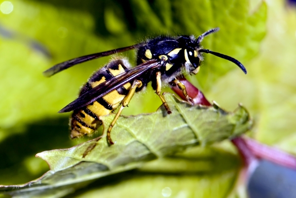 hogyan lehet a vállízületet méhcsípéssel kezelni
