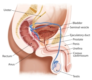 A péniszimplantátumokról - Pénisz beültetési műtét