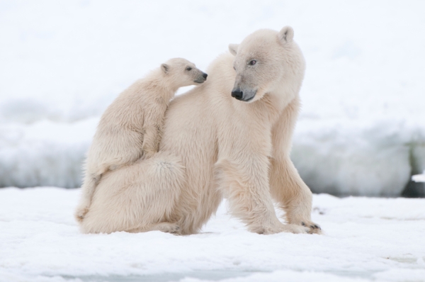 Az elhízás ellenszerét a jegesmedvéktől tudhatjuk meg