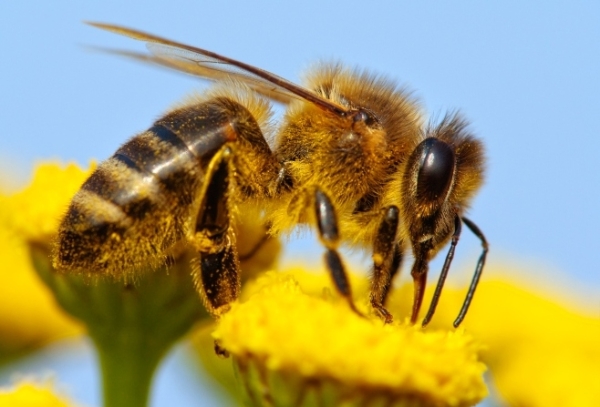 Darázs vagy méh - Meg tudod őket különböztetni?